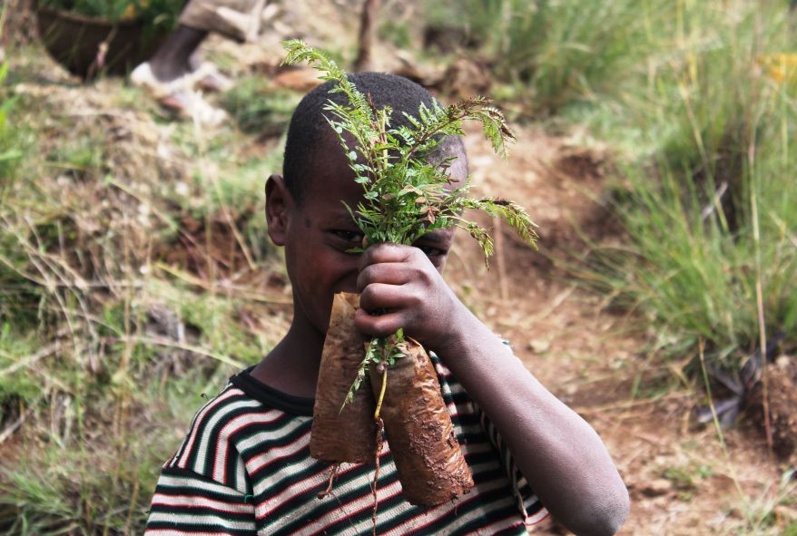 Zasaď strom, zachráníš život