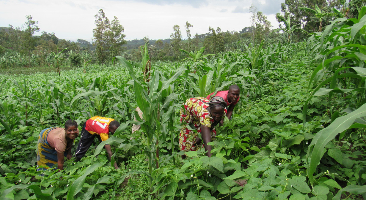 Morčata pomáhají v DR Kongo bojovat s podvýživou