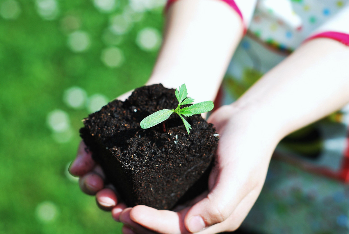 Zveme Vás na Online konferenci demokratické kultury: Pěstuj demokracii!