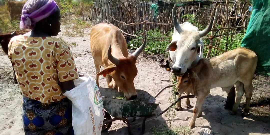 Demonstration of semi intensive management by a beneficiary