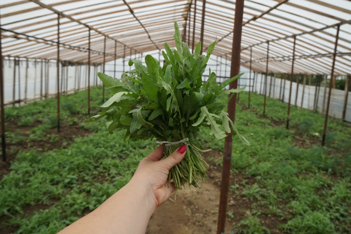 Rukola je pro gruzínské farmáře nad zlato 🥗