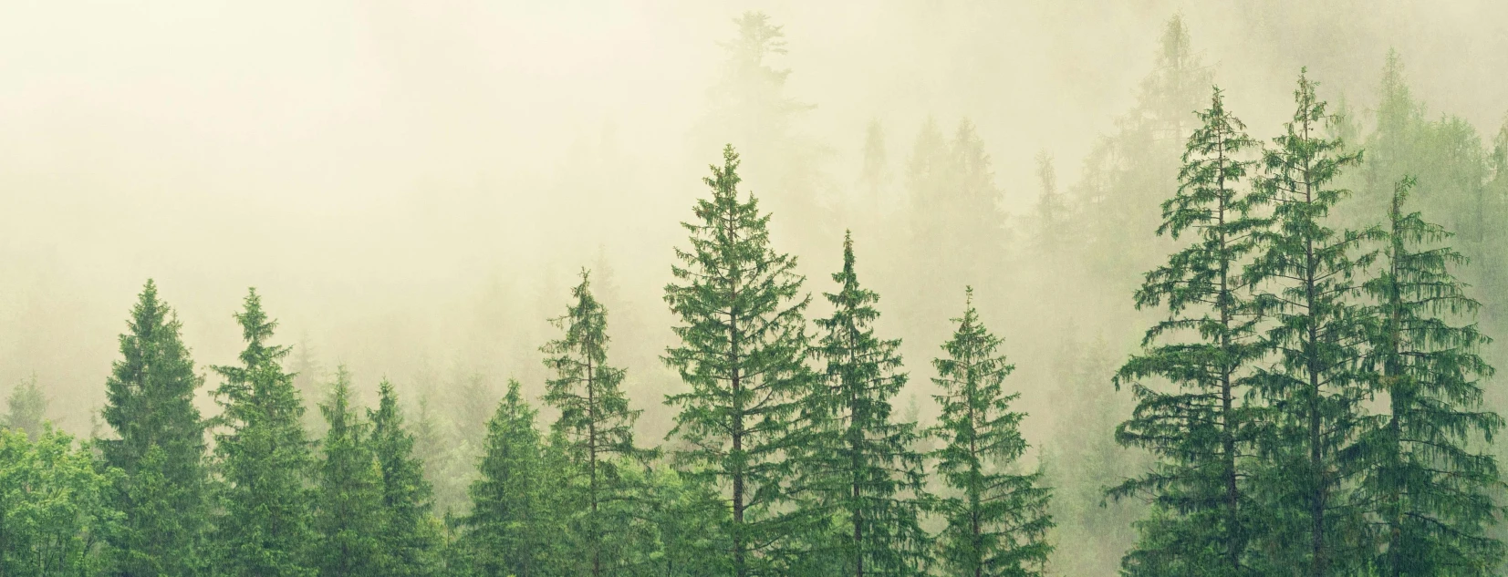 Environmentální odpovědnost