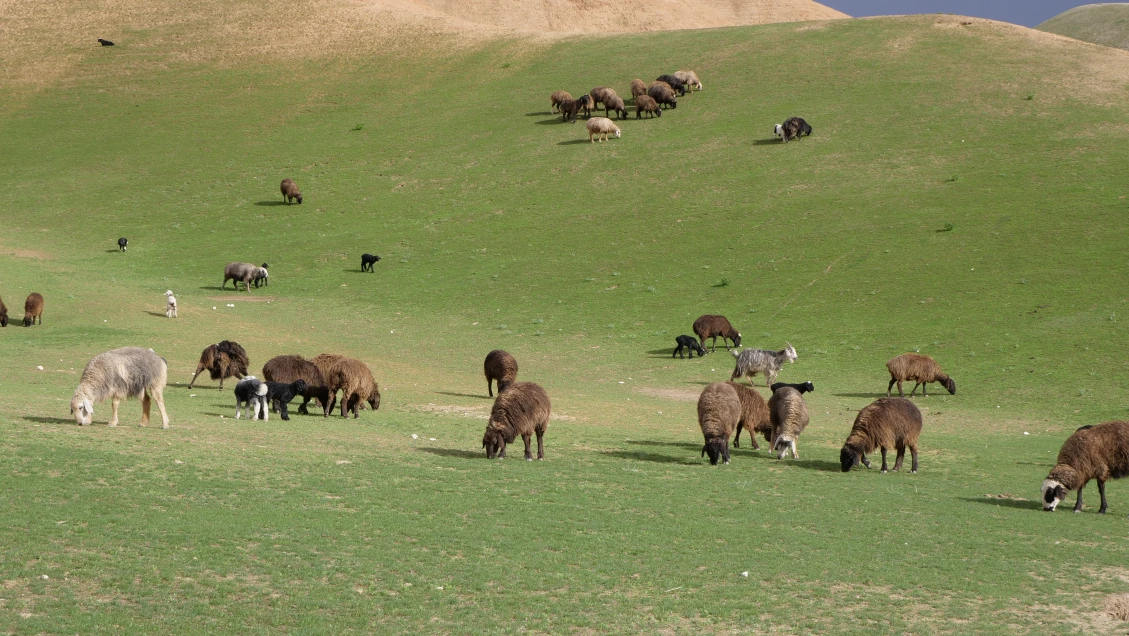 Afghánské pastviny