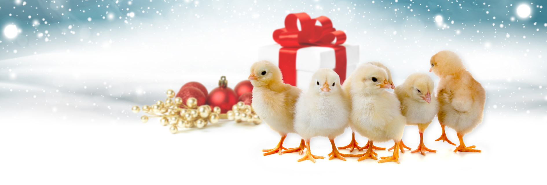 Skutečný dárek v podobě 10 kuřat nemůže nepotěšit!