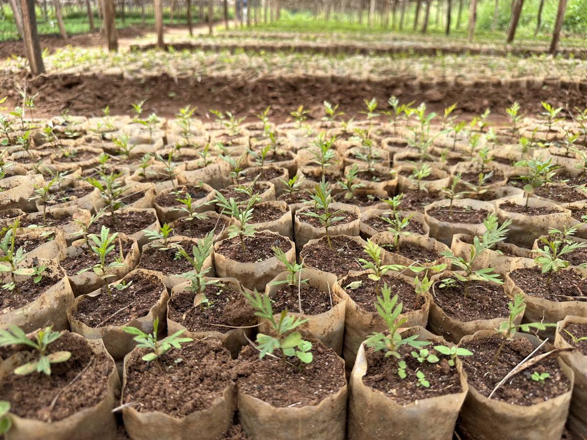 Louže a stromy odolné suchu mění tvář etiopské krajiny