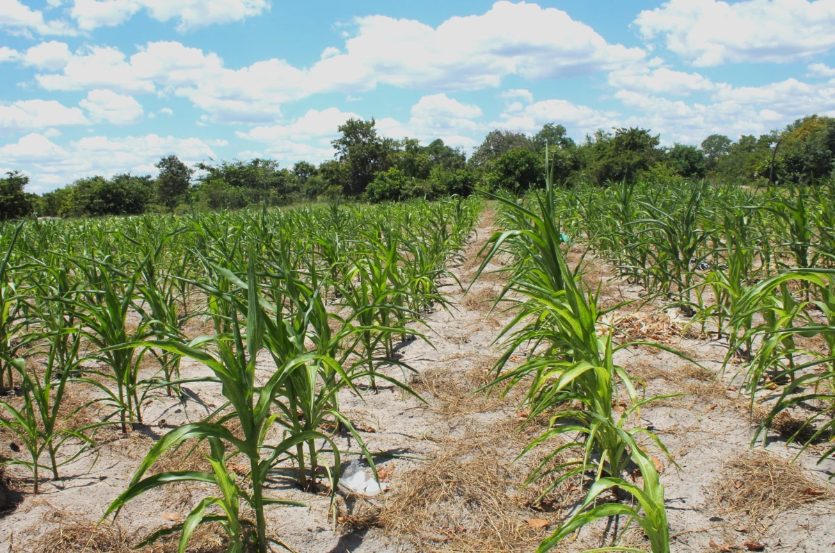 V Zambii podporujeme klimatickou odolnost a ochranu přírody, nejen na Den Země