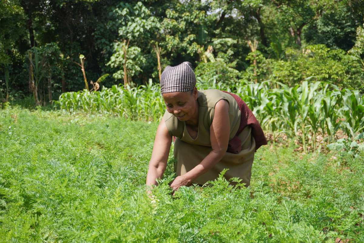 Jak žížaly pomohly etiopské farmářce k lepšímu živobytí