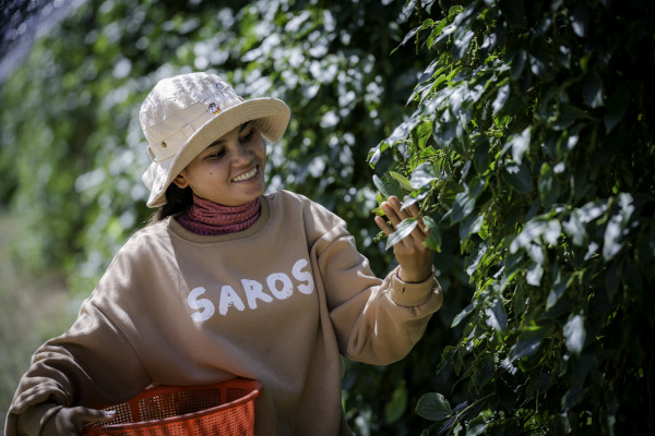 Proslulý kambodžský pepř a jeden velký sen: Nová technologie ulehčila práci na pepřové farmě