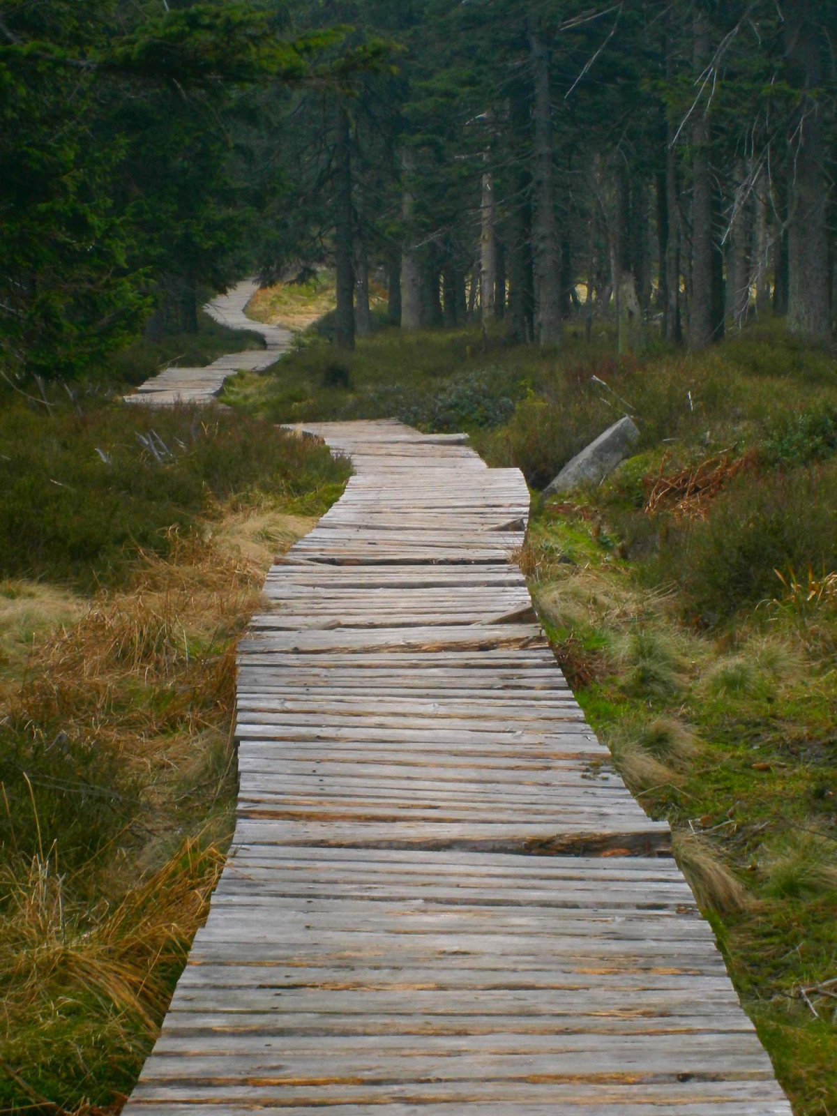 Dlouhá cesta za bílou holí