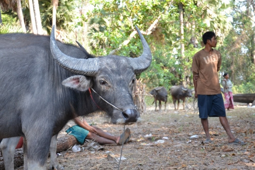 Češi naočkovali 15 tisíc zvířat. Pomohli Kambodžanům zachránit živobytí
