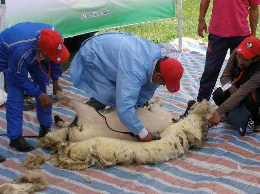 V Mongolsku pomáháme zateplit domovy místní ovčí vlnou 