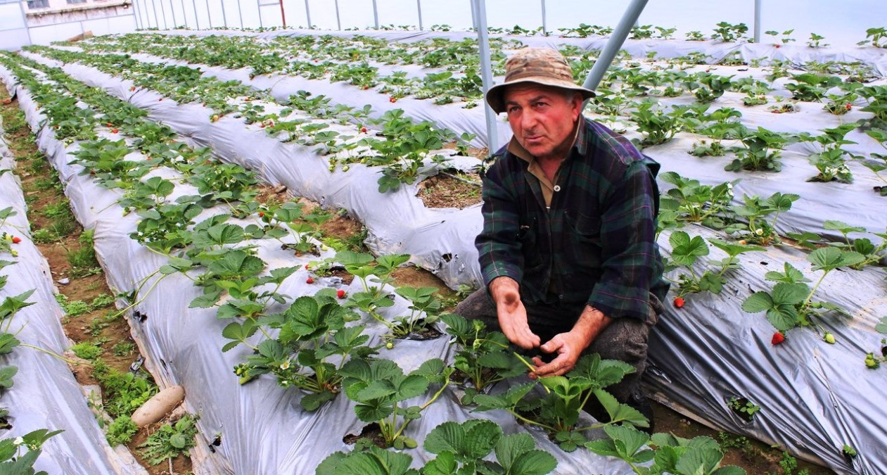 Pěstování jahod mi doporučil Člověk v tísni, říká úspěšný gruzínský farmář