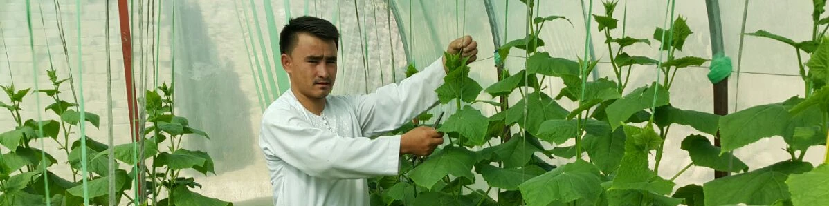 Umím vypěstovat dost zeleniny pro rodinu i na prodej... V Afghánistánu bojujeme s chudobou také díky zahradničení