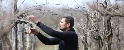 Dnes vyrábíme dvacetkrát více vína než dříve, říká Gogita Makaridze z gruzínského družstva Vinařství Terdžola