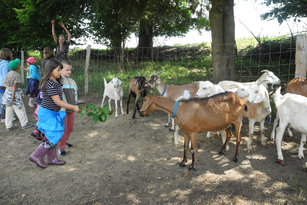 Kozy žerou i jehličnany