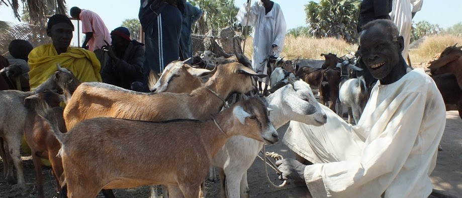 Lidé na Karlovarsku poslali 330 koz do Afriky a koupili knihy českým dětem. Skutečný dárek pomáhá v krajích Česka i ve světě.