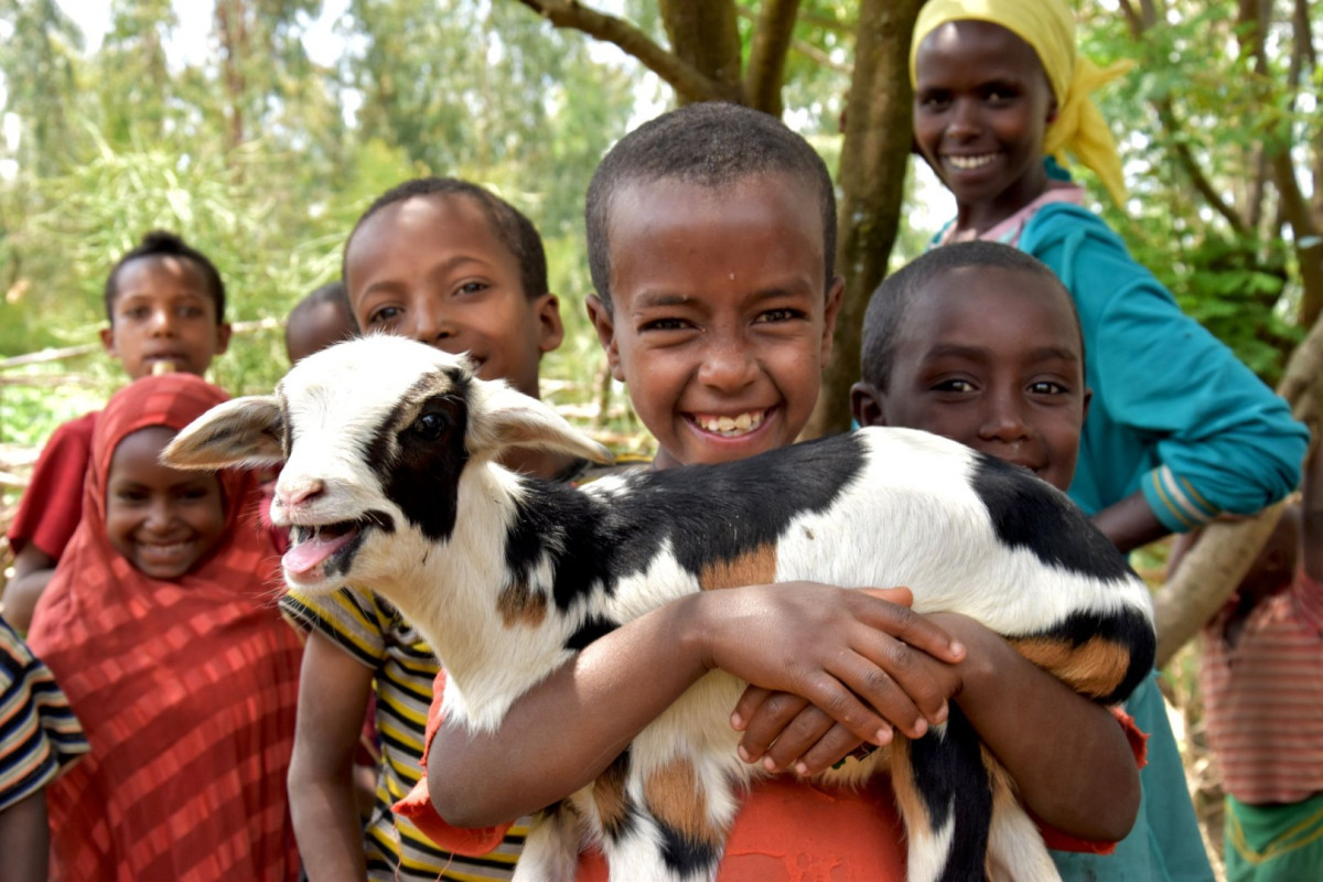 Lidé z Liberecka poslali 323 koz do Afriky a koupili knihy českým dětem. Skutečný dárek pomáhá v krajích Česka i ve světě. 