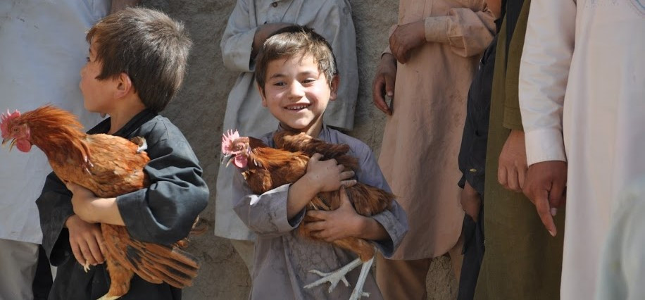 Lidé v Plzni poslali 833 kuřat do Afriky a koupili knihy českým dětem. Skutečný dárek pomáhá v krajích Česka i ve světě.