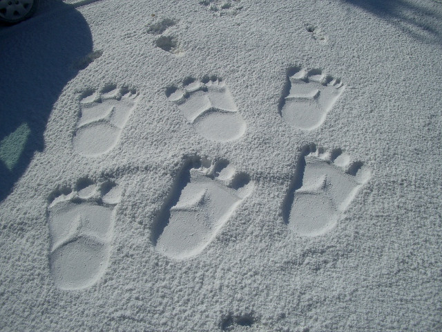 Jak jinak oslavit jarní prázdniny, než výpravou za sněžným mužem Yettim?