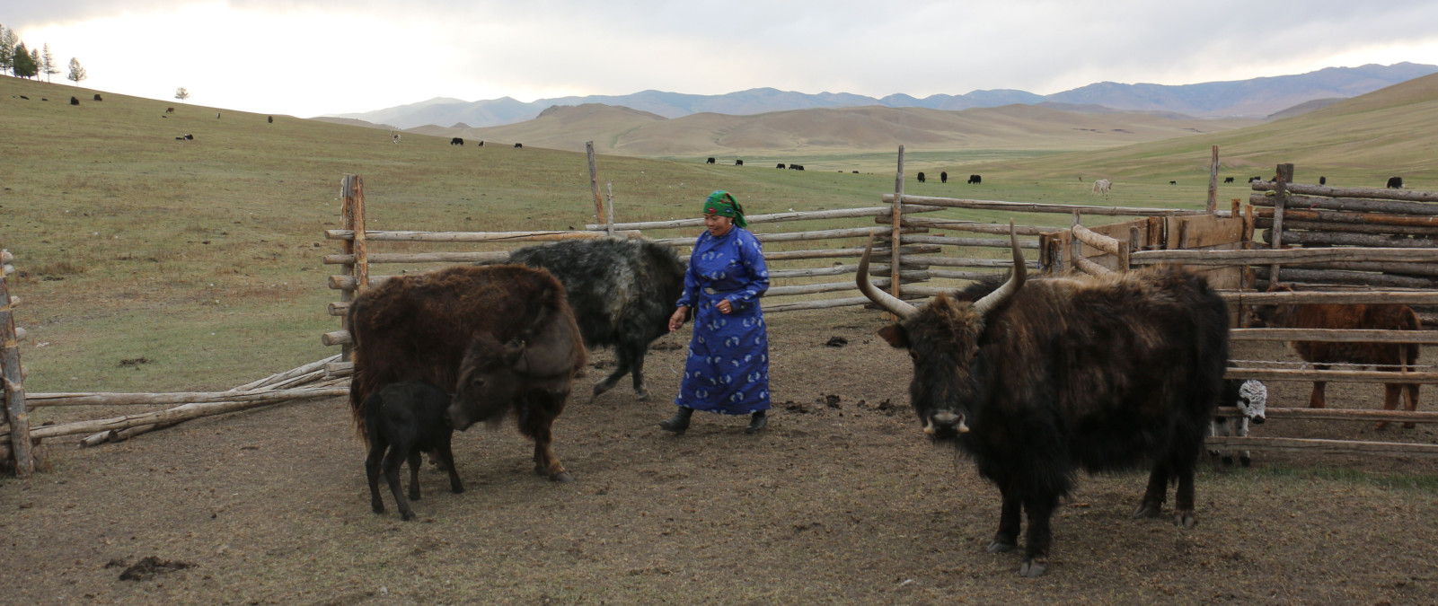 Horizont: Extrémy počasí ničí mongolskou step. Podívejte se na reportáž