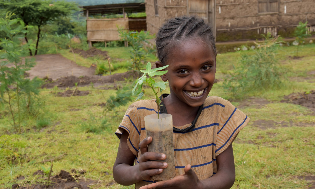 Lidé z Česka pomohli zasadit přes milion stromů. Nově mohou pomáhat koupí „magického těžítka“