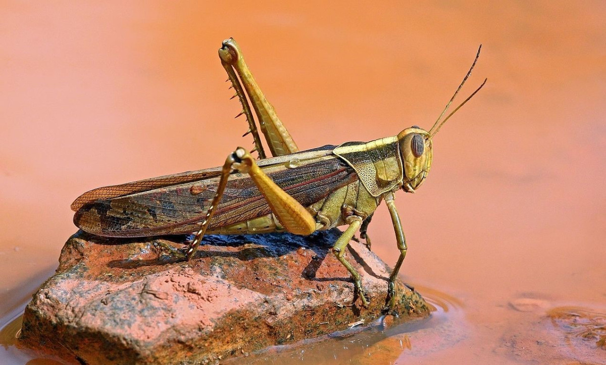 ČT Horizont: Přemnožená sarančata mohou způsobit hlad ve východní Africe