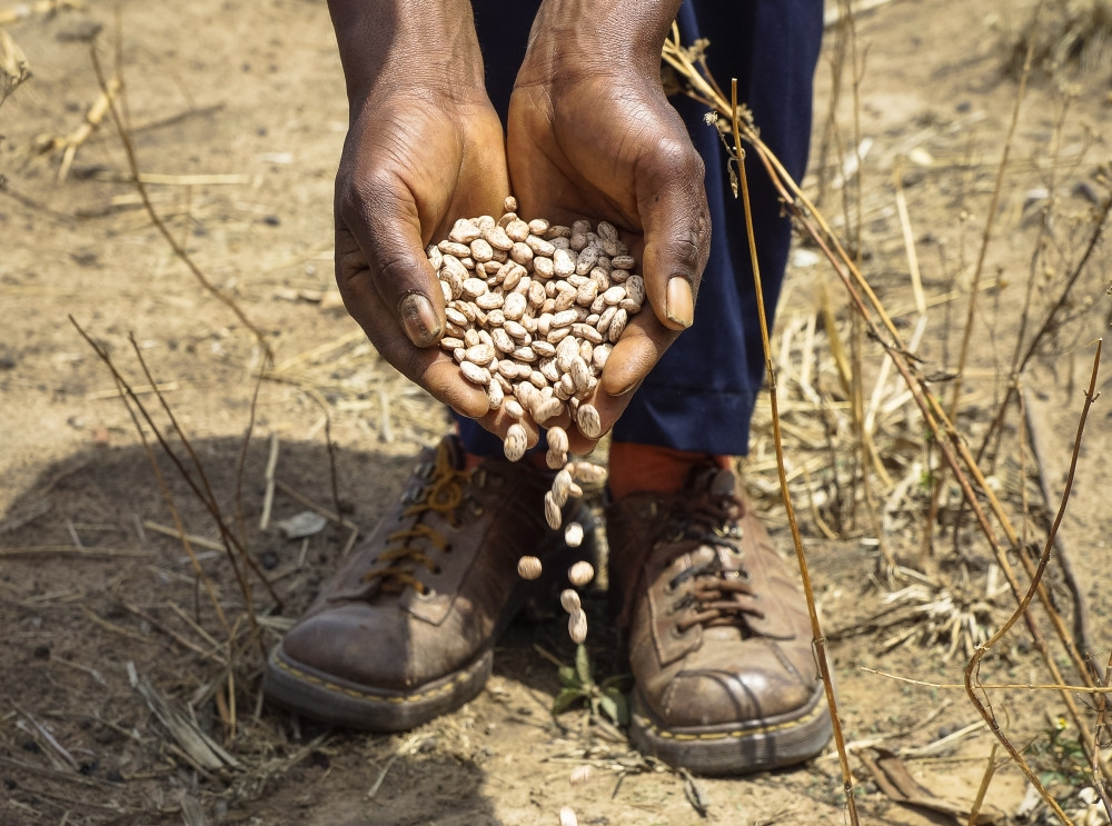 S hrstkou fazolí do boje proti podvýživě