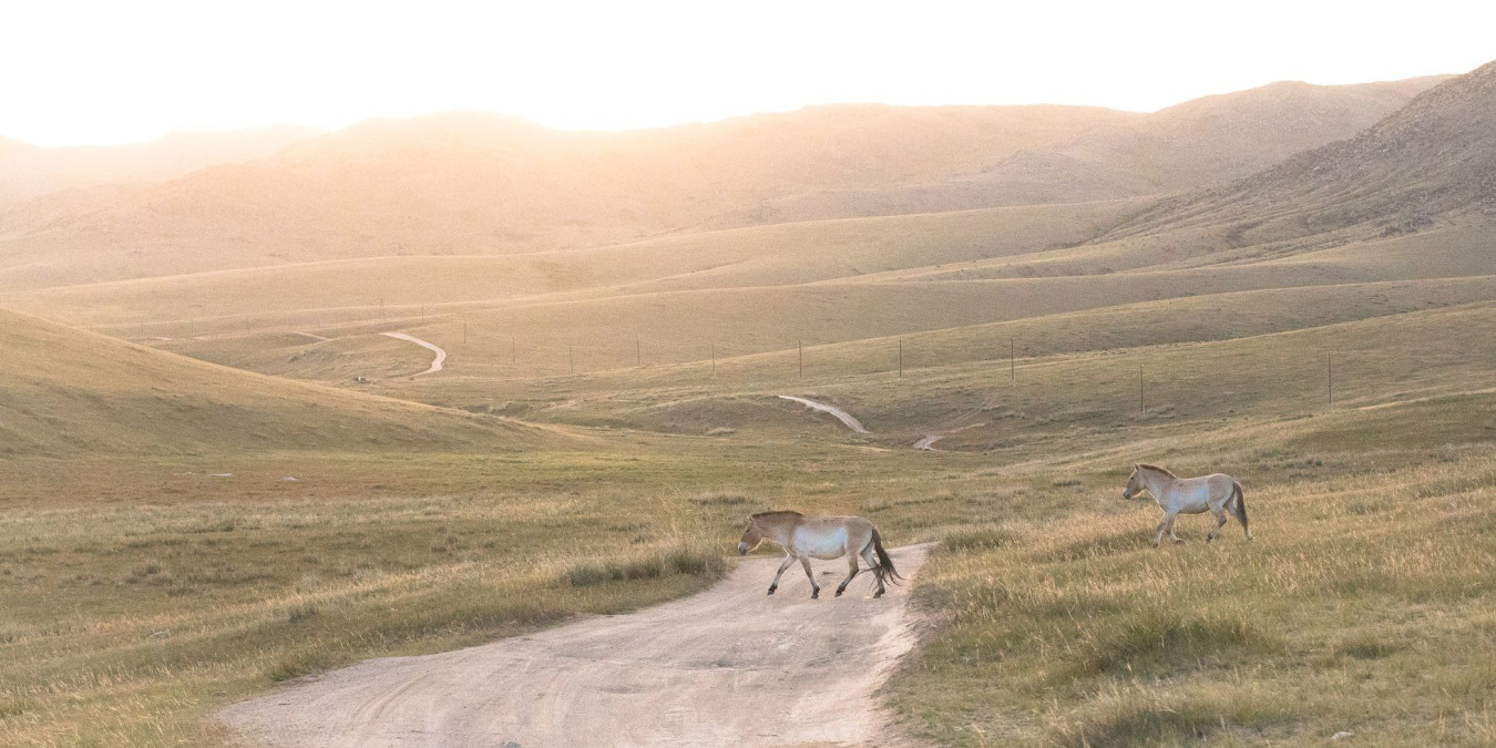 Mongolské safari: Jak s námi reportéři Aktuálně.cz na divokém východě pozorovali