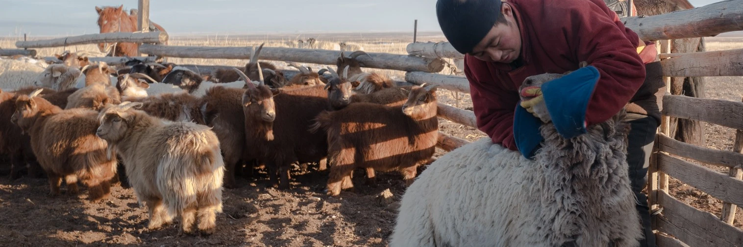 Mongolsko