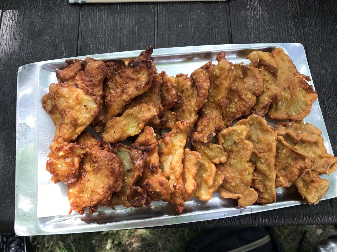 буковка на сонце (houby na slunci)